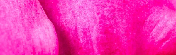 Closeup Shot Pink Flower Petal Texture — Stock Photo, Image