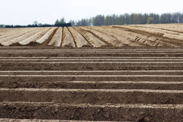 Primer Plano Campo Agrícola Con Árboles Fondo — Foto de Stock