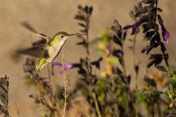 Cute Yellow Hummingbird Flying Garden Flowers Plants Sunset — Zdjęcie stockowe