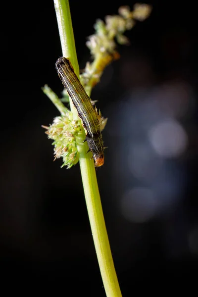 Een Closeup Van Een Rups Een Stengel Van Een Plant — Stockfoto