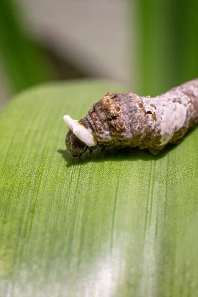 Closeup Caterpillar Green Leaf — Stock Photo, Image