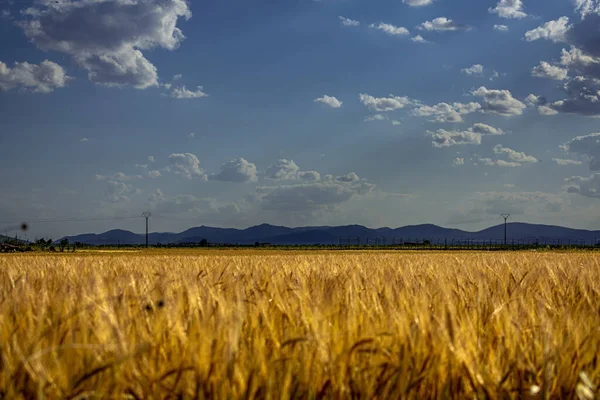 Campo Trigo Seco Bajo Azul Nublado — Foto de Stock