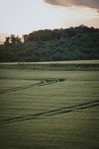 Kırsalda Yeşil Bir Tarla — Stok fotoğraf