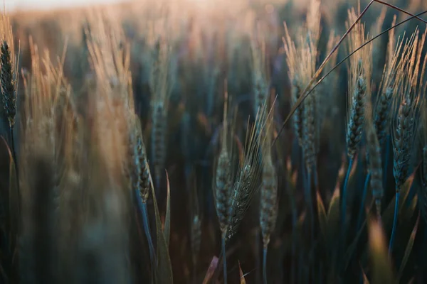 Wheat Field Countryside — Fotografia de Stock