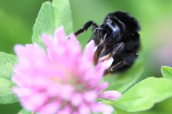 Foco Suave Una Abeja Fuz Recogiendo Néctar Una Flor Trébol —  Fotos de Stock