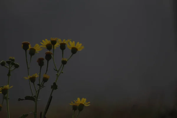 Una Hermosa Flor Floreciendo Verano — Foto de Stock