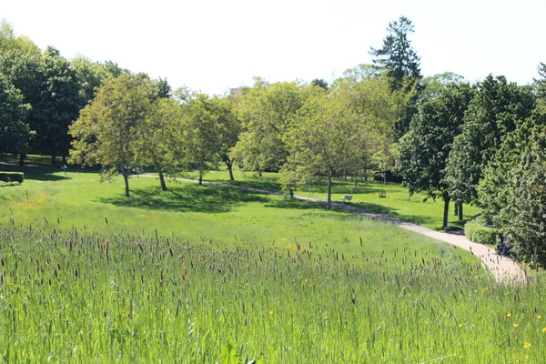 Beautiful Meadow Hill Spring Day — Stok fotoğraf