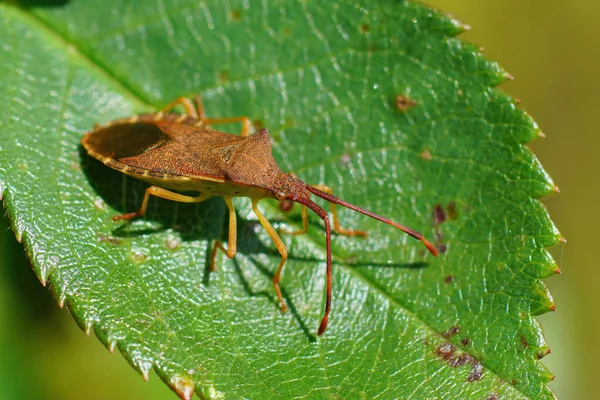 Kutu Böceğinin Yakın Çekimi Gonocerus Acuteangulatus Açgözlülüğü Üzerine Poz Vermesi — Stok fotoğraf