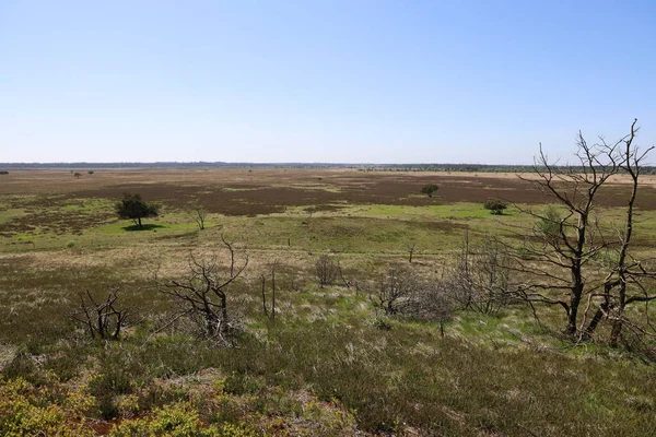 Eine Große Wiese Unter Sonnigem Himmel Einem Naturschutzgebiet Randboldal Dänemark — Stockfoto