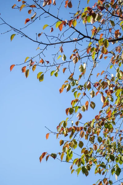 Drzewo Jesiennymi Liśćmi — Zdjęcie stockowe