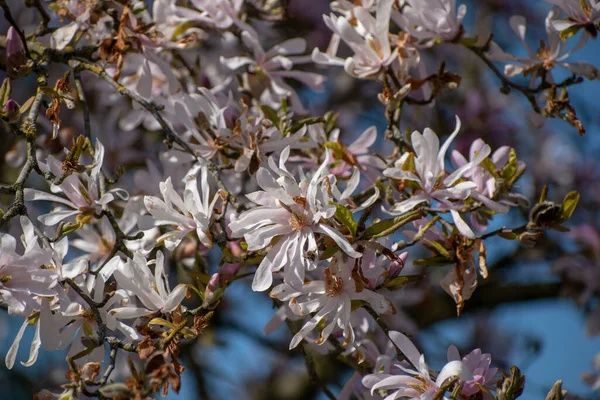Une Mise Point Sélective Fleurs Étoiles Magnolia — Photo