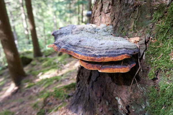 Nahaufnahme Eines Hufpilzes Auf Dem Baum Wald — Stockfoto