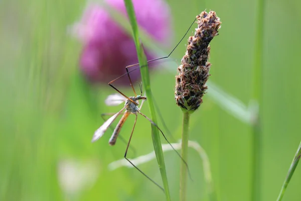 Foco Suave Una Grúa Vuela Sobre Una Flor Hierba Prado —  Fotos de Stock