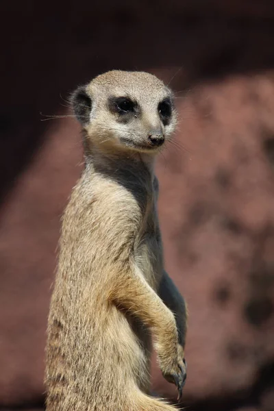 Vertikální Záběr Varovné Meerkat Stojící Vzpřímeně Skály Zoo — Stock fotografie