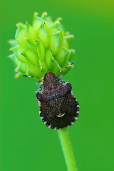 Vertical Closeup Small Brown Bedstraw Bug Dyroderes Umbraculatus Green Background — Stock Photo, Image