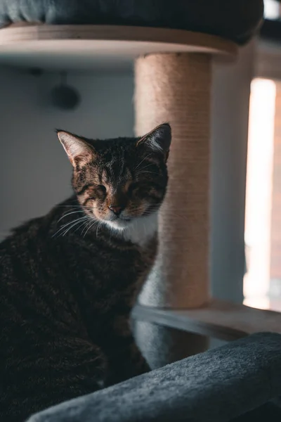 没有眼睛的禁忌盲猫坐在公寓里的猫树上 — 图库照片
