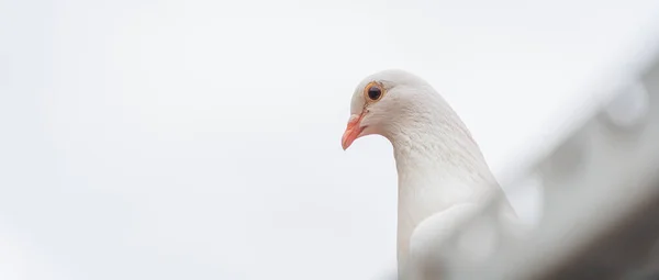 Nízký Pohled Zblízka Bílého Ptáka Stojícího Střeše Budovy — Stock fotografie