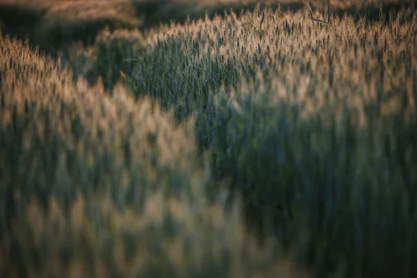 Wheat Field Countryside — Zdjęcie stockowe