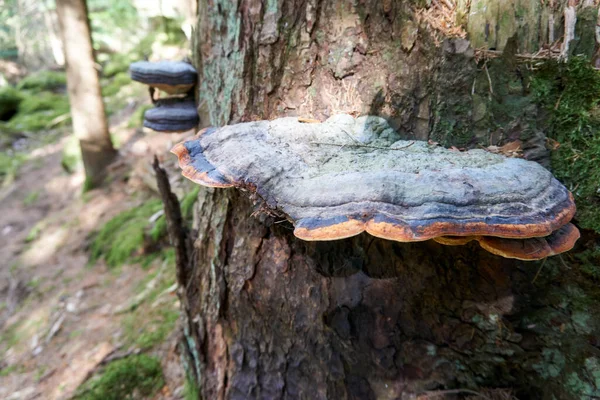 木の幹の上でタイナー菌のクローズアップショット — ストック写真