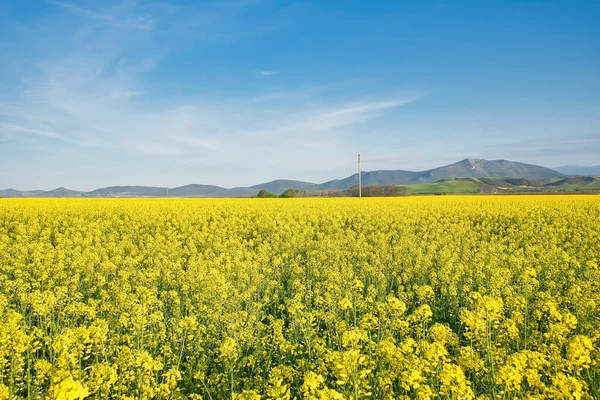 希腊塞萨利平原的乡村风景 播撒着鲜亮的黄色油菜籽和小麦的田地 农业生产 — 图库照片