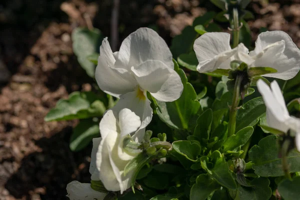 Enfoque Selectivo Las Violetas Blancas — Foto de Stock