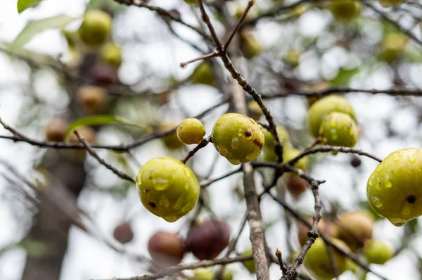 Vertikal Närbild Våta Äpplen Som Växer Ett Träd — Stockfoto