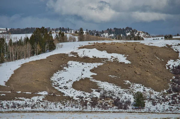 Eine Herde Hirsche Weidet Auf Einer Schneebedeckten Alm Unter Bewölktem — Stockfoto