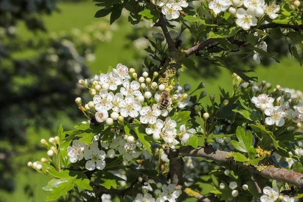 Gros Plan Belles Fleurs Blanches Cerise Prune Aux Feuilles Vertes — Photo