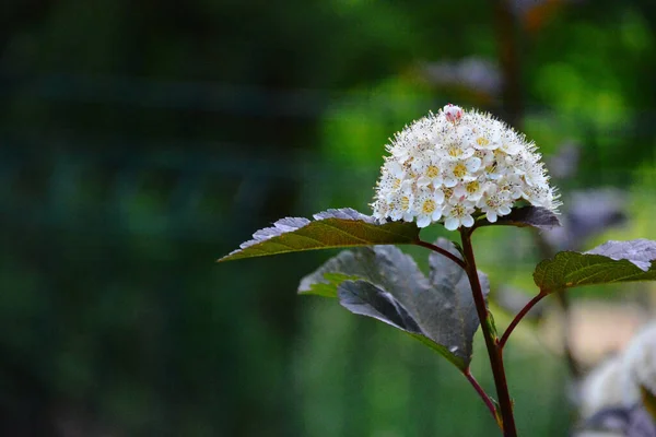 Beautiful View Ninebark Physocarpus Flowers Garden — Stock Photo, Image