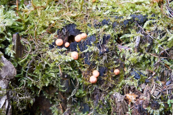 森の中に生えている小さなキノコの高角度ショット — ストック写真