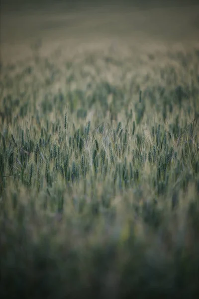 Wheat Field Countryside — Φωτογραφία Αρχείου