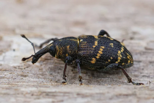 Detailní Záběr Barevné Velké Borovice Weevil Hlavní Škůdce Jehličnatých Stromů — Stock fotografie