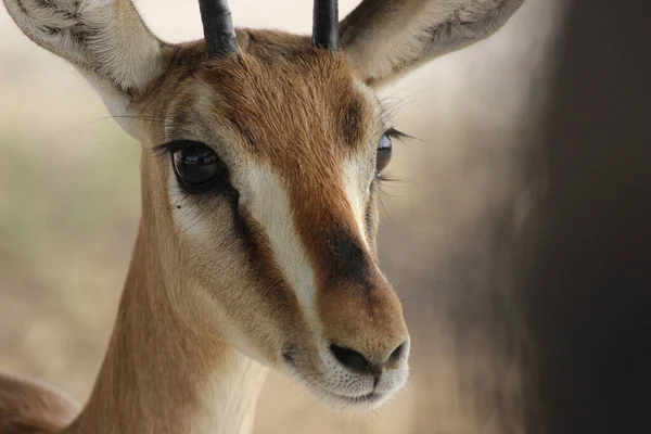 Ein Selektiver Fokusschuss Auf Den Kopf Einer Antilope — Stockfoto