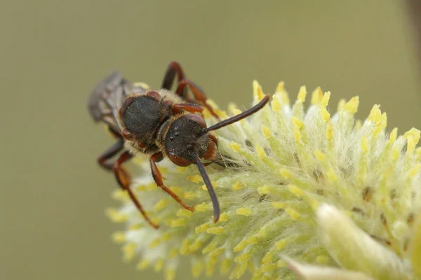 Close Uma Fêmea Early Nomad Abelha Nomada Leucophthalma Bebendo Néctar — Fotografia de Stock