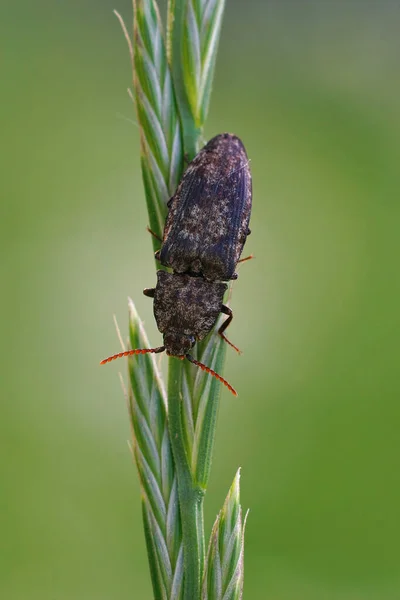 Gri Bir Böceğin Dikey Görüntüsü Agrypnus Marinası Bir Çimen Sapında — Stok fotoğraf