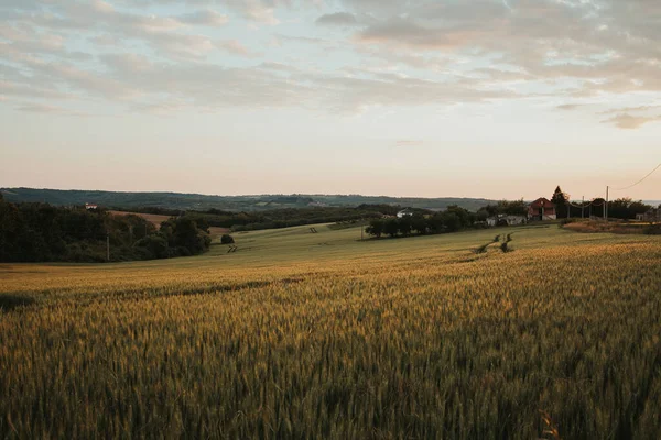 Пшеничне Поле Сільській Місцевості — стокове фото