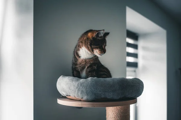 Tabby Blind Cat Eyes Sitting Cat Tree Apartment — Stock Photo, Image
