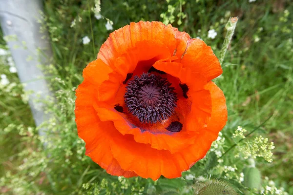 Ein Kopfschuss Einer Blühenden Tulpe Grünen — Stockfoto