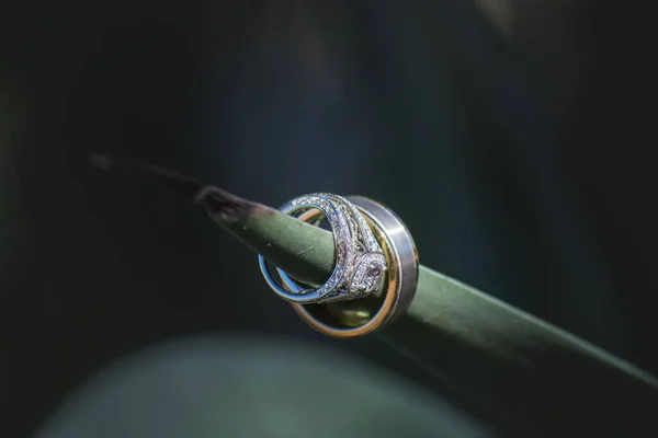 Een Close Shot Van Trouwringen Het Blad Van Een Aloë — Stockfoto