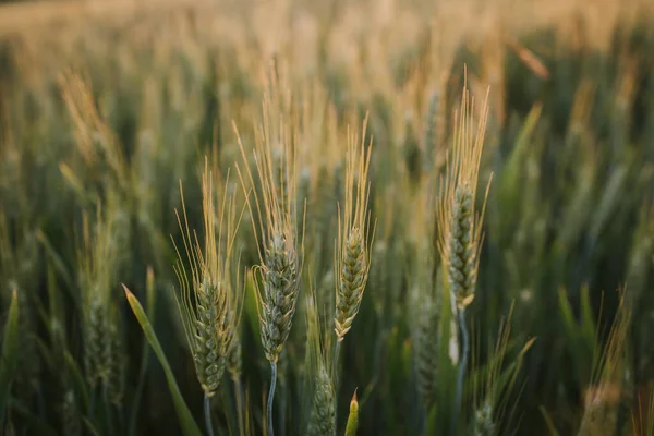 Wheat Field Countryside — Photo