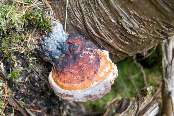 High Angle Shot Tinder Fungus Tree Trunk — Stockfoto