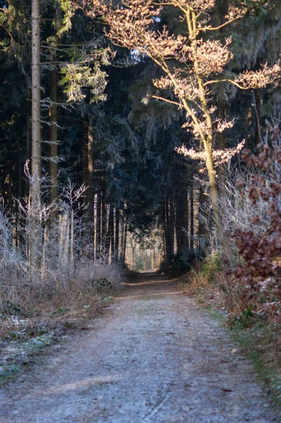 Uma Bela Vista Caminho Que Atravessa Árvores Floresta — Fotografia de Stock