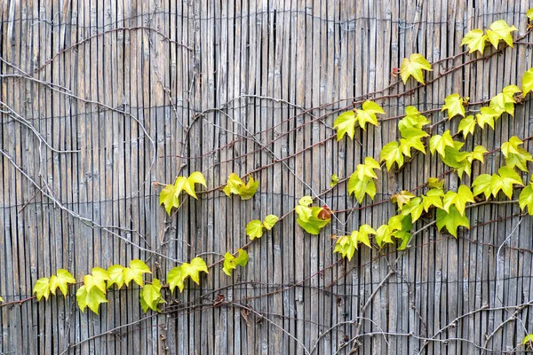 Nahaufnahme Einer Holzwand Die Mit Grünen Pflanzenblättern Bedeckt Ist — Stockfoto