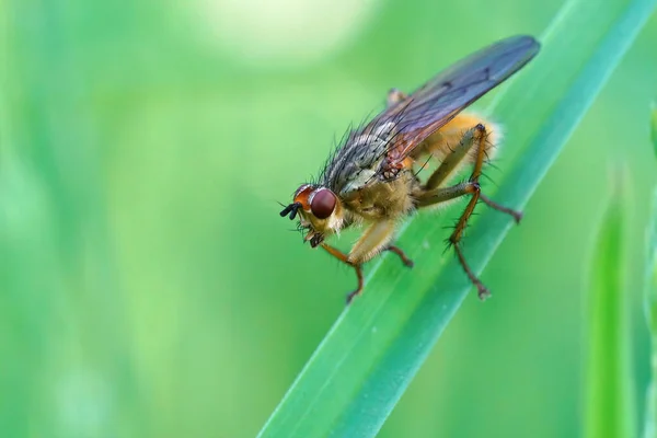 Primer Plano Mosca Estiércol Amarillo Dorado Scathophaga Stercoraria Sentado Una —  Fotos de Stock