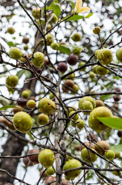 木の上で栽培されているリンゴの垂直閉鎖ショット — ストック写真