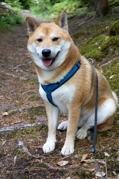 Disparo Vertical Perro Shiba Inu Sentado Suelo Bosque — Foto de Stock