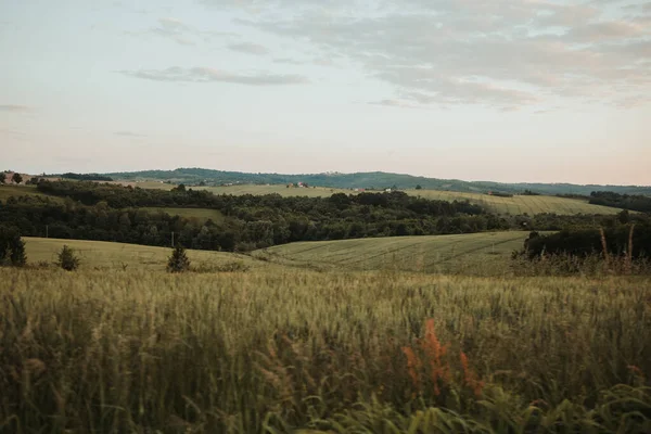 Wheat Field Countryside — Stok fotoğraf