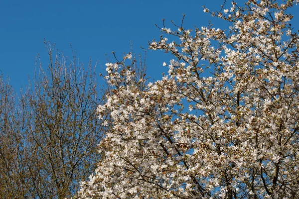 Eine Selektive Fokusaufnahme Blühender Magnolienzweige — Stockfoto