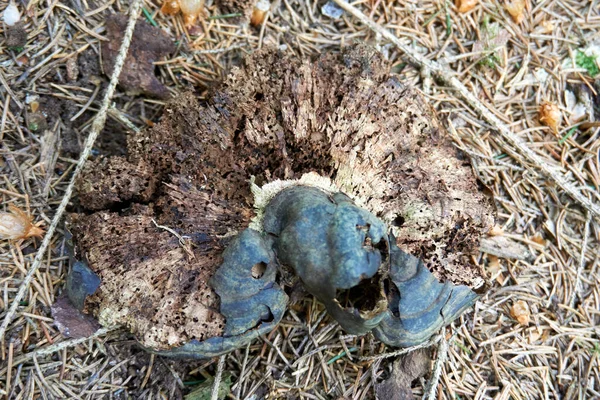 의나무 줄기에 버섯의 — 스톡 사진