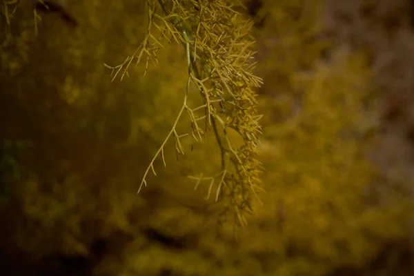 Žlutá Větev Tamarix Canariensis — Stock fotografie